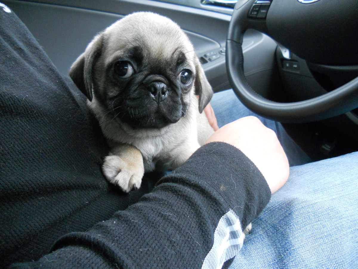 What to Expect When Bringing a New Puppy Home